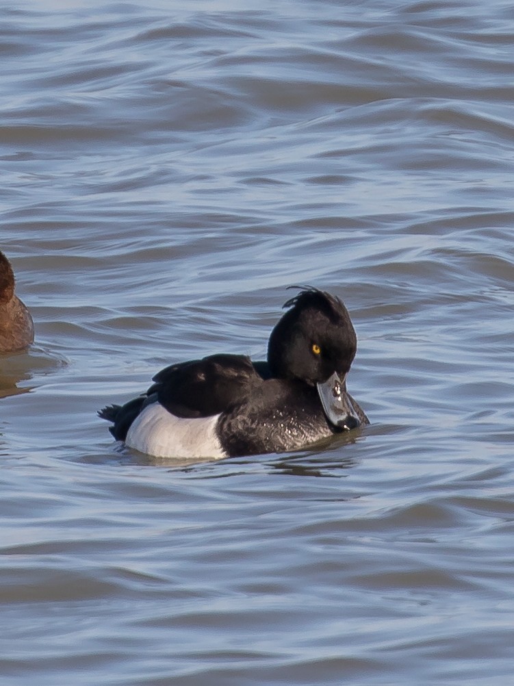 Tufted Duck - ML649200101