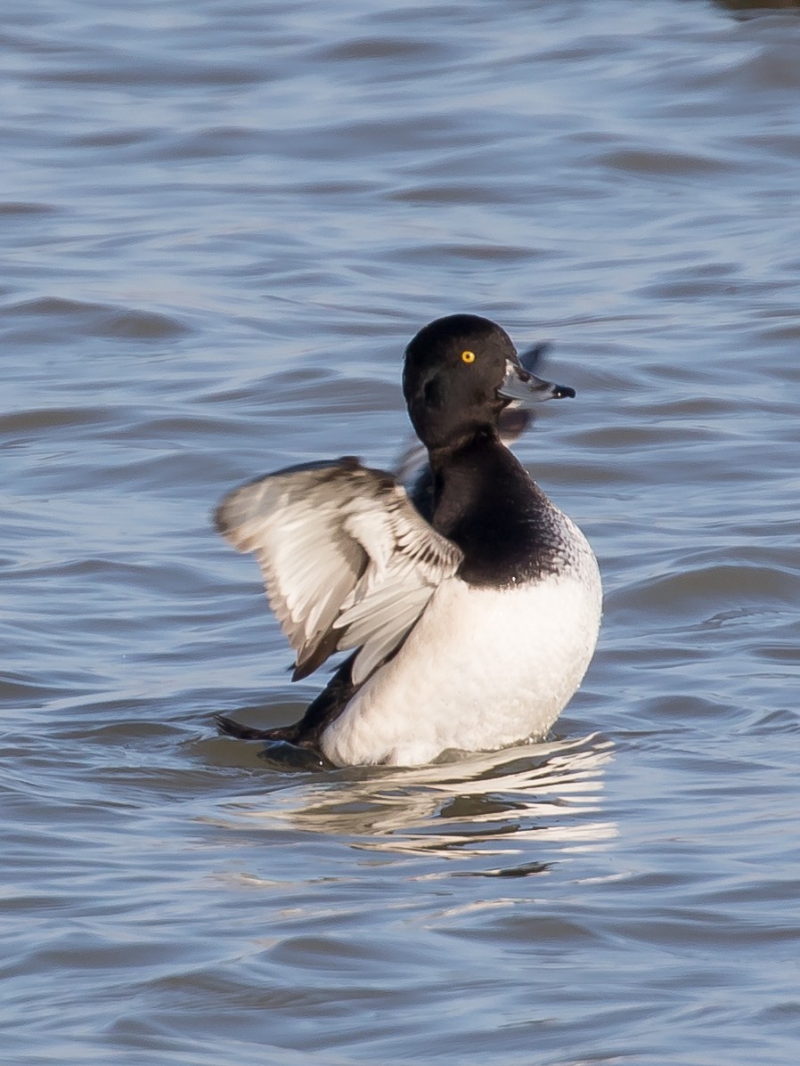 Tufted Duck - ML649200105