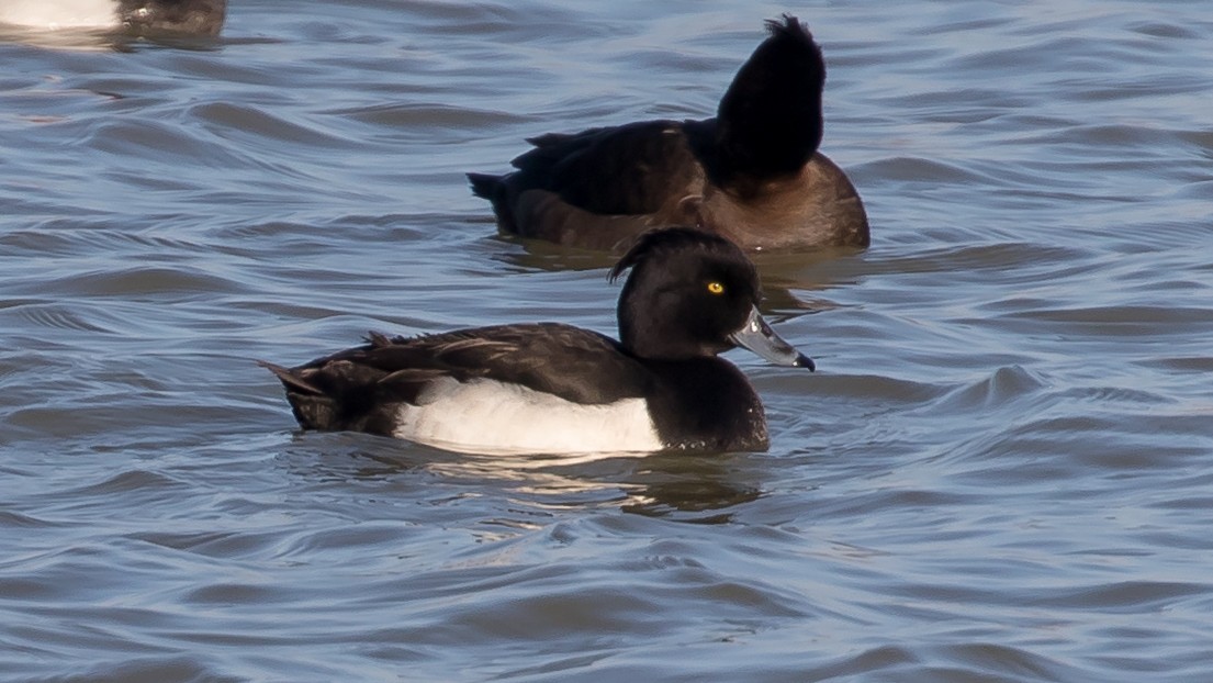Tufted Duck - ML649200106