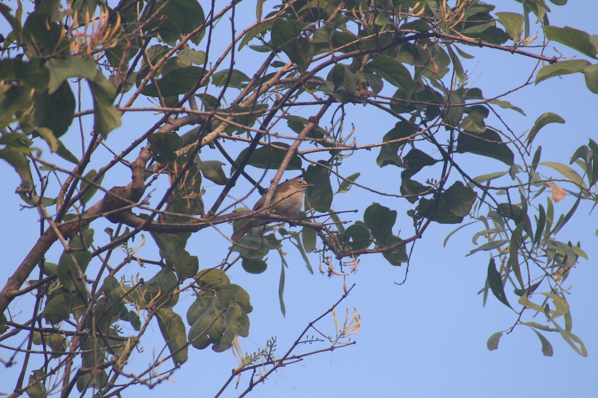 White-browed Bulbul - ML649200111