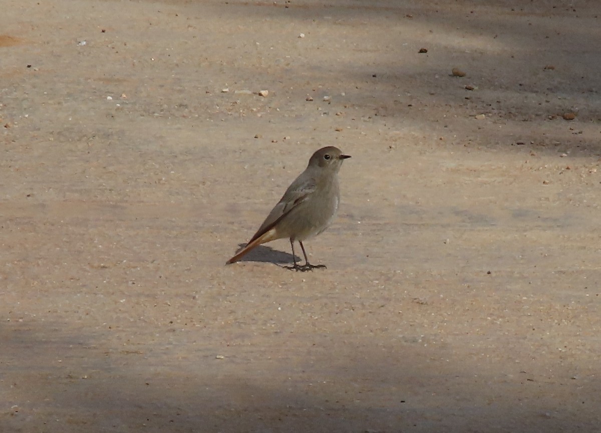 Black Redstart - ML649200112