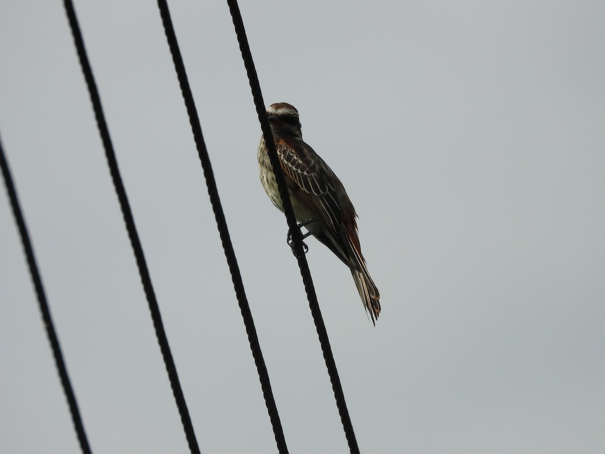 Variegated Flycatcher - ML649200113