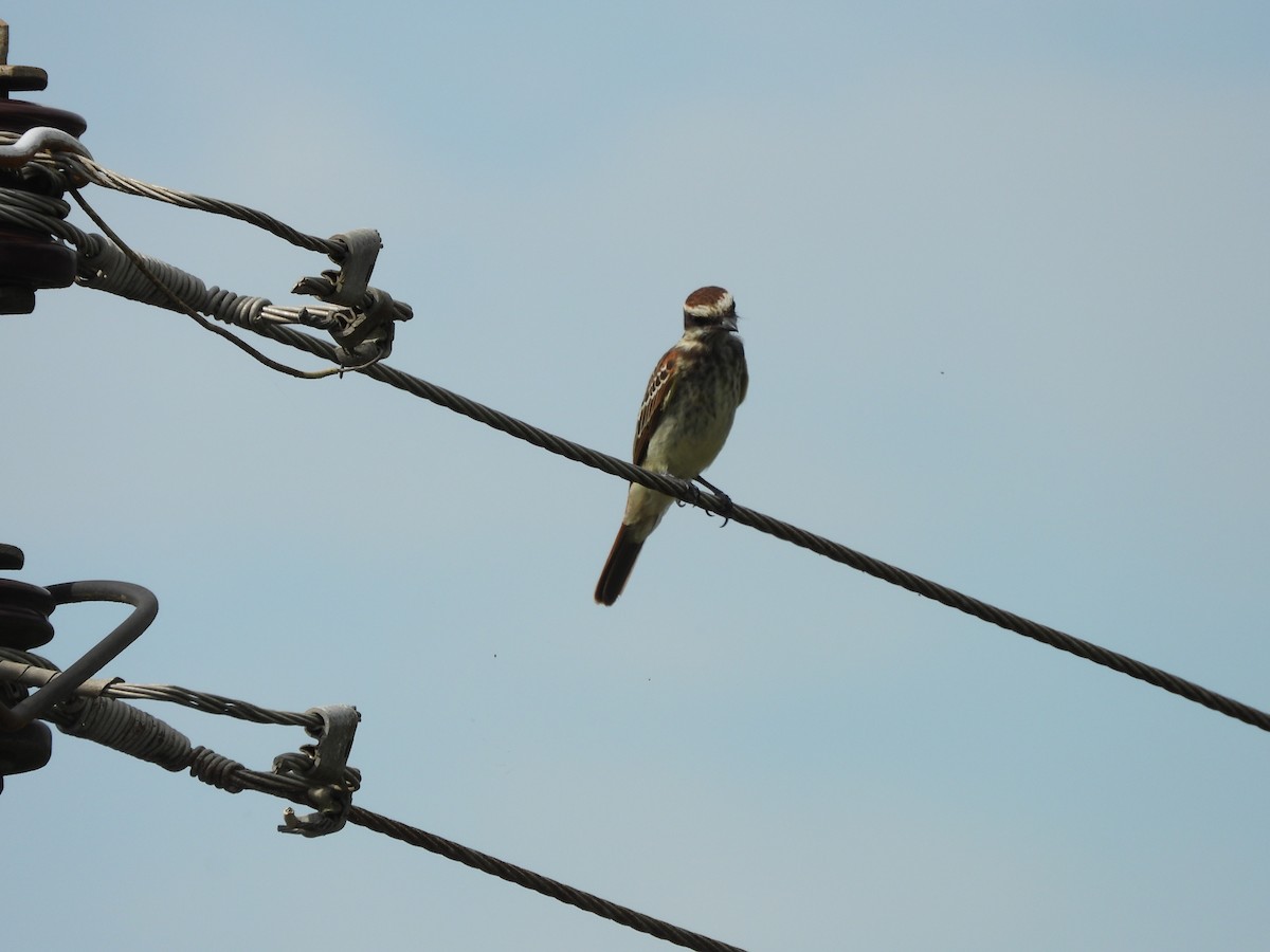 Variegated Flycatcher - ML649200114