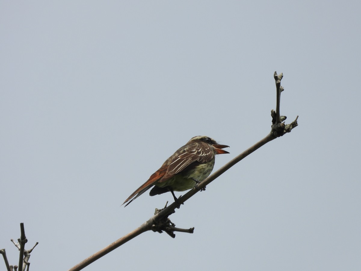 Variegated Flycatcher - ML649200115