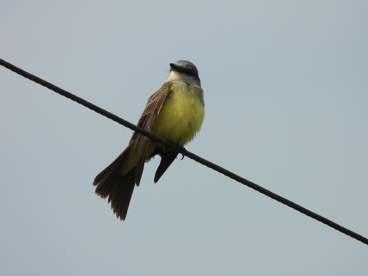 Tropical Kingbird - ML649200116