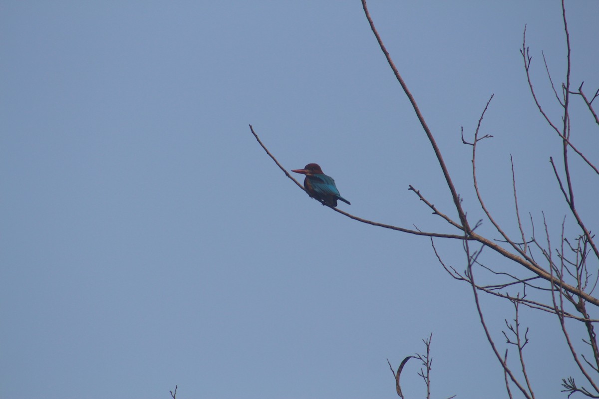 White-throated Kingfisher - ML649200118
