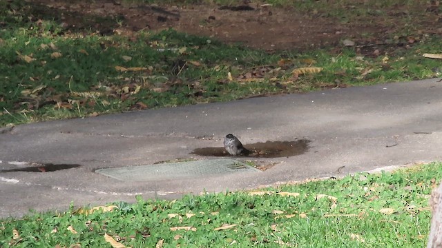 Txinbo kaskabeltza - ML649200119