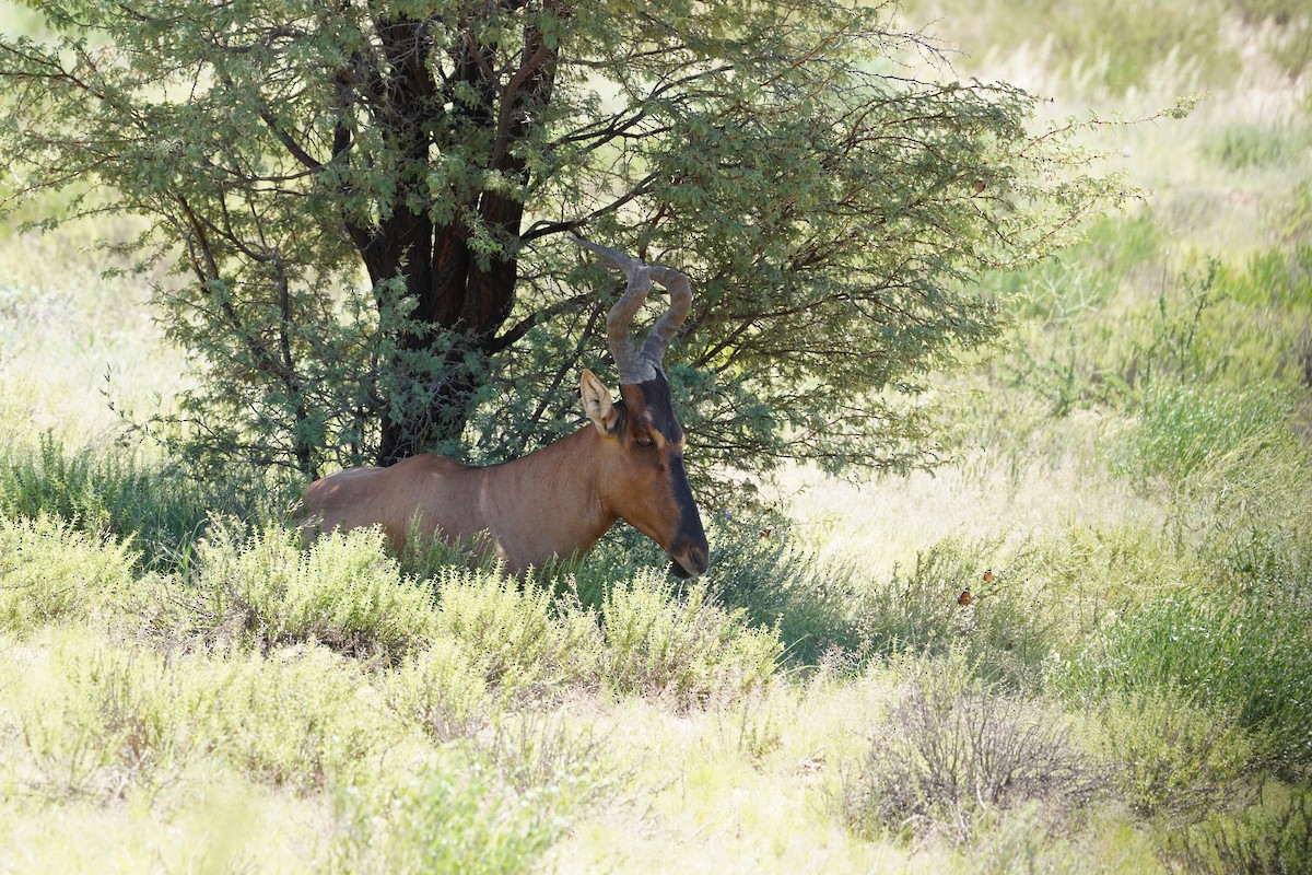 Animals - ML649200122