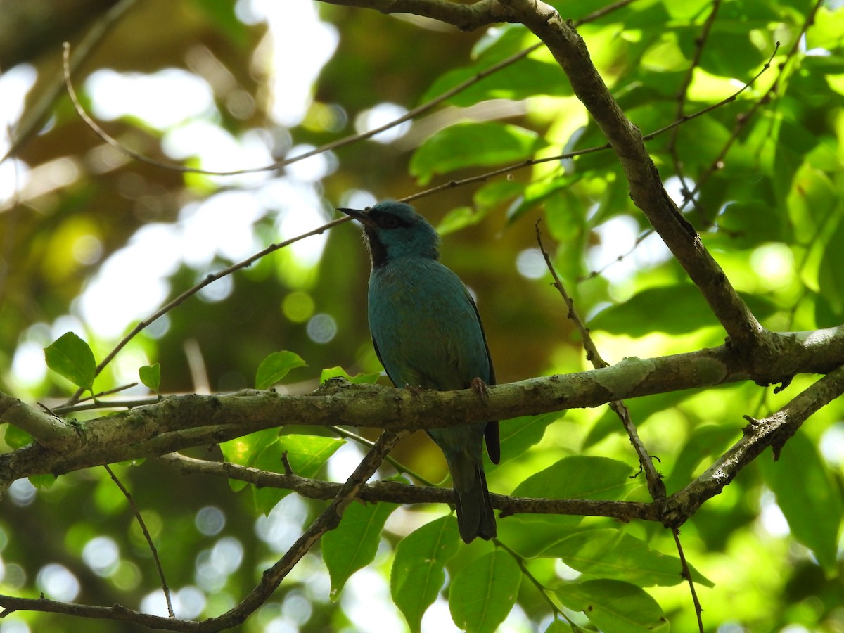 Blue Dacnis - ML649200177