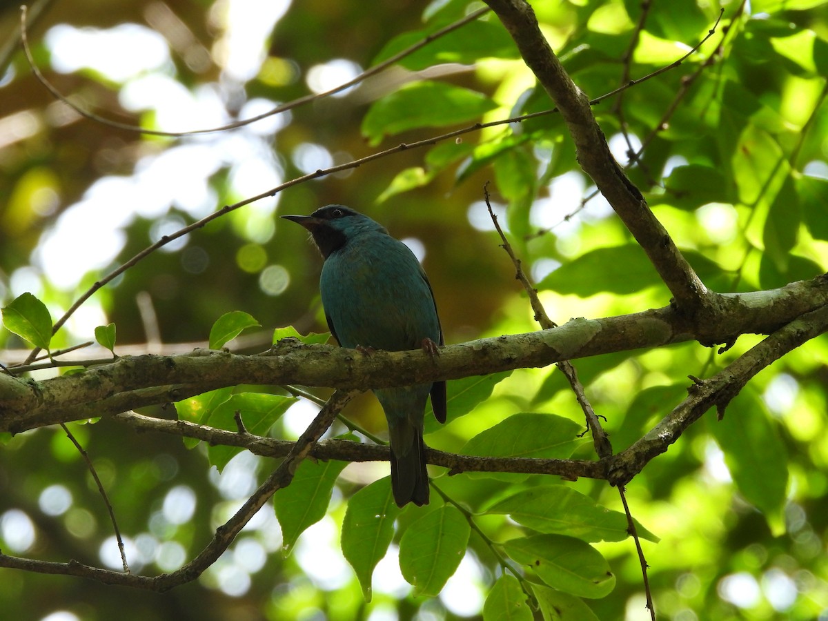 Blue Dacnis - ML649200178