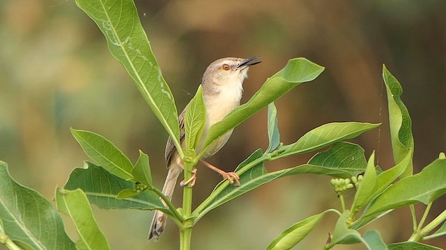 Plain Prinia - ML649200229