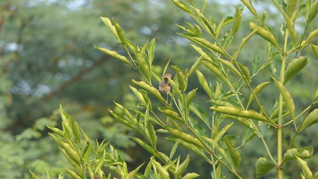 Plain Prinia - ML649200247