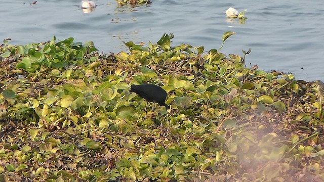 Beltzaran arrunta - ML649200262