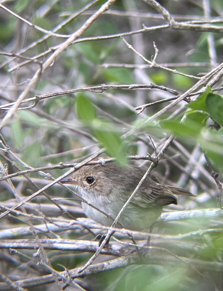 Tiranuelo Copetón - ML649200263