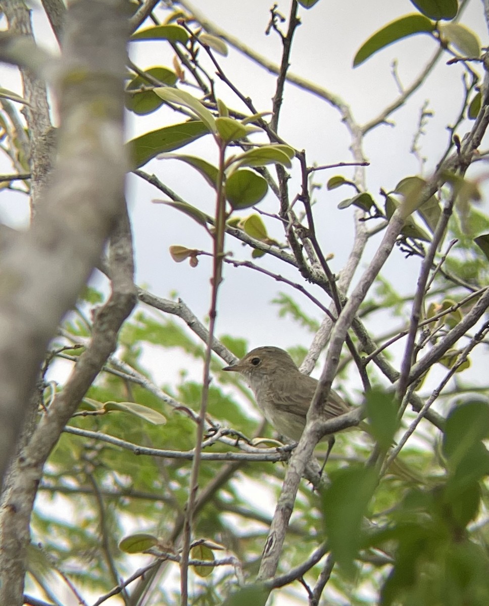 Tiranuelo Copetón - ML649200264
