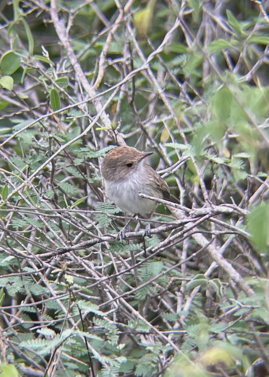 Tiranuelo Copetón - ML649200265