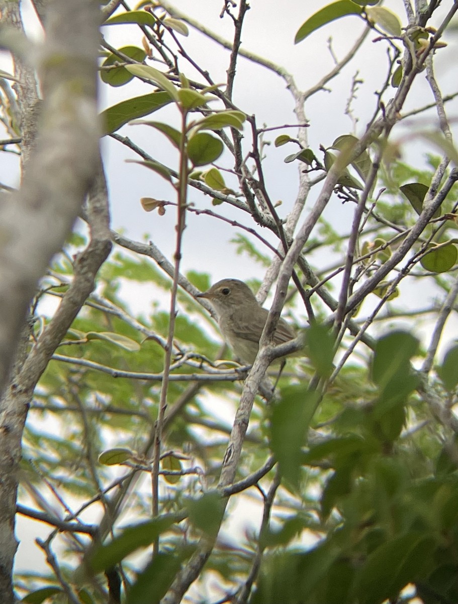 Tiranuelo Copetón - ML649200266