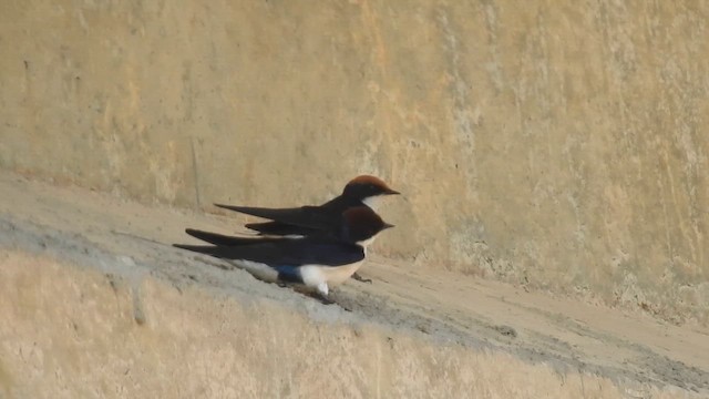 Wire-tailed Swallow - ML649200280