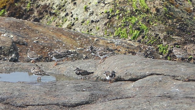 Harri-iraulari arrunta - ML649200336