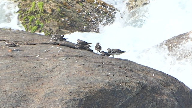 Harri-iraulari arrunta - ML649200347