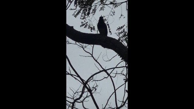 Oriental Magpie-Robin - ML649200392