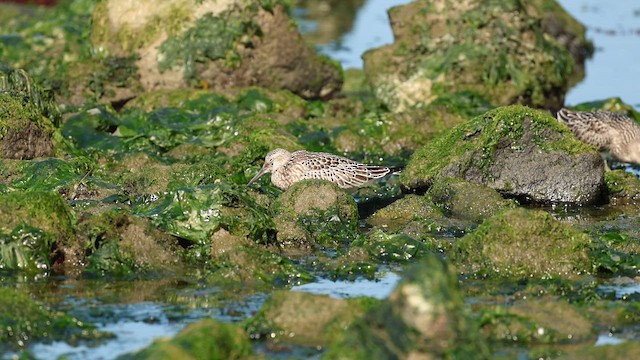 Txirri handia - ML649200418