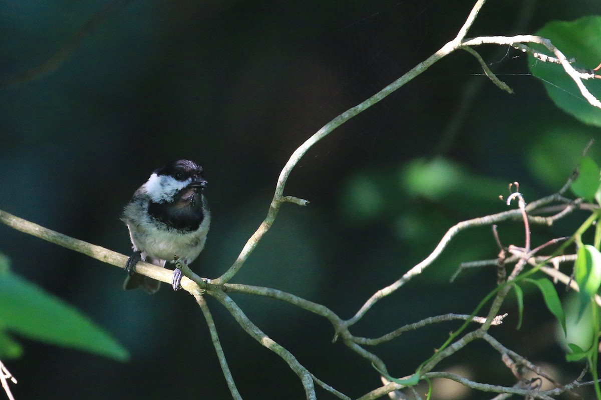 Black-capped Chickadee - ML64920071