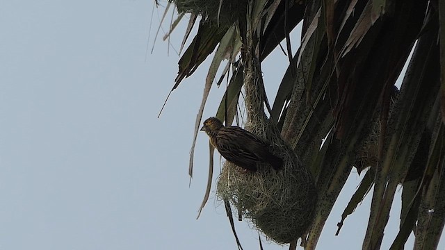 Baya Weaver - ML649200716