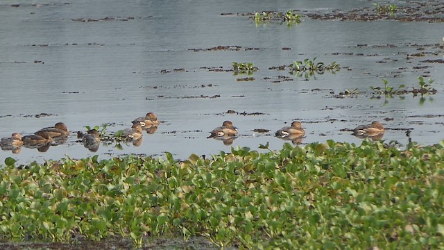 Fulvous/Lesser Whistling-Duck - ML649200729