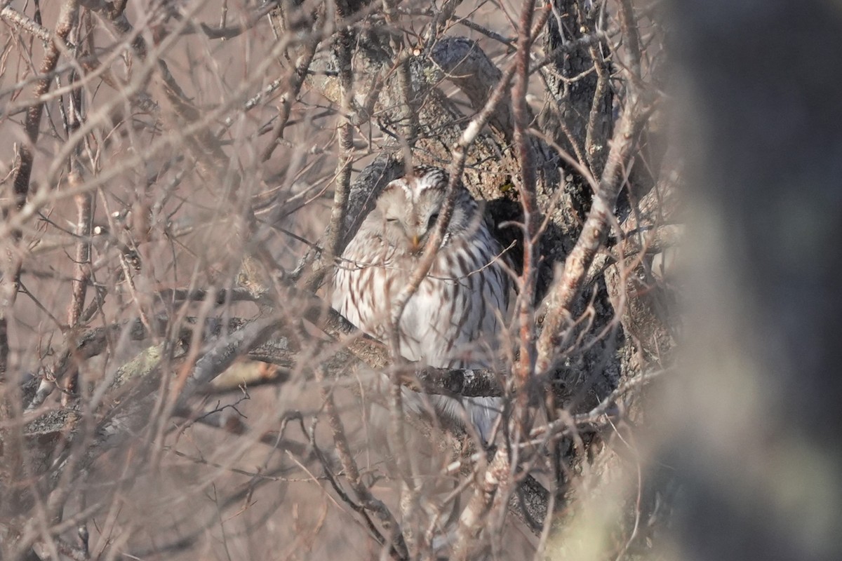 puštík bělavý - ML649200739