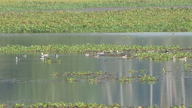 Coromandelgo antzaratxoa - ML649200747