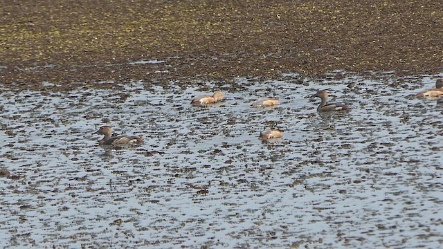 Fulvous/Lesser Whistling-Duck - ML649200766