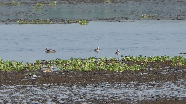 Coromandelgo antzaratxoa - ML649200775