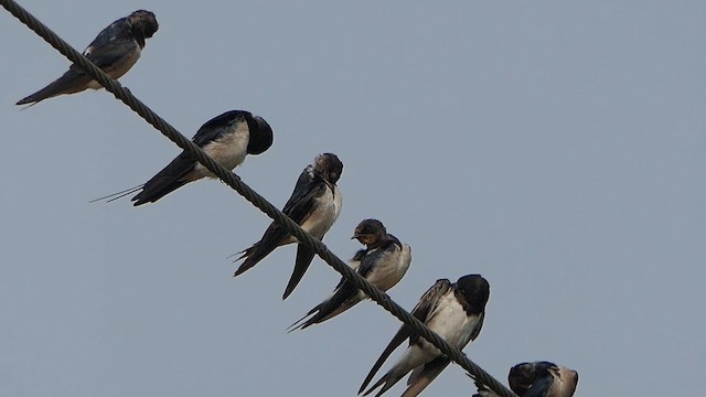 Enara arrunta - ML649200872