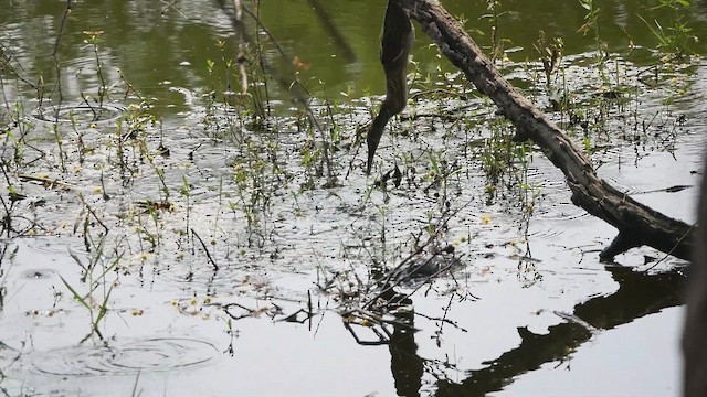 Little Heron - ML649201012