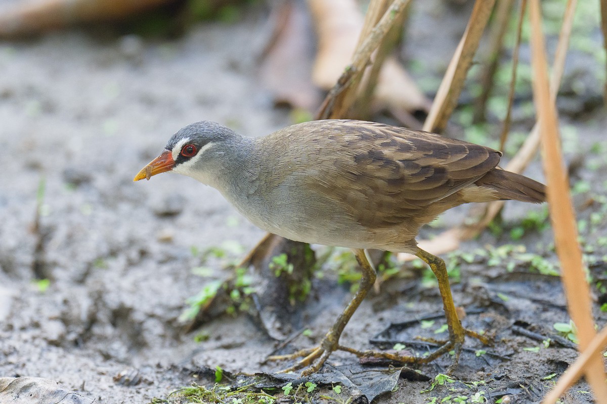 白眉秧雞 - ML649201064