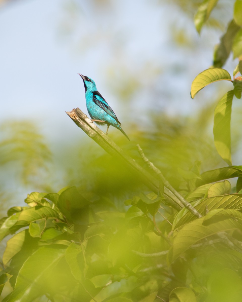 Blue Dacnis - ML649201076
