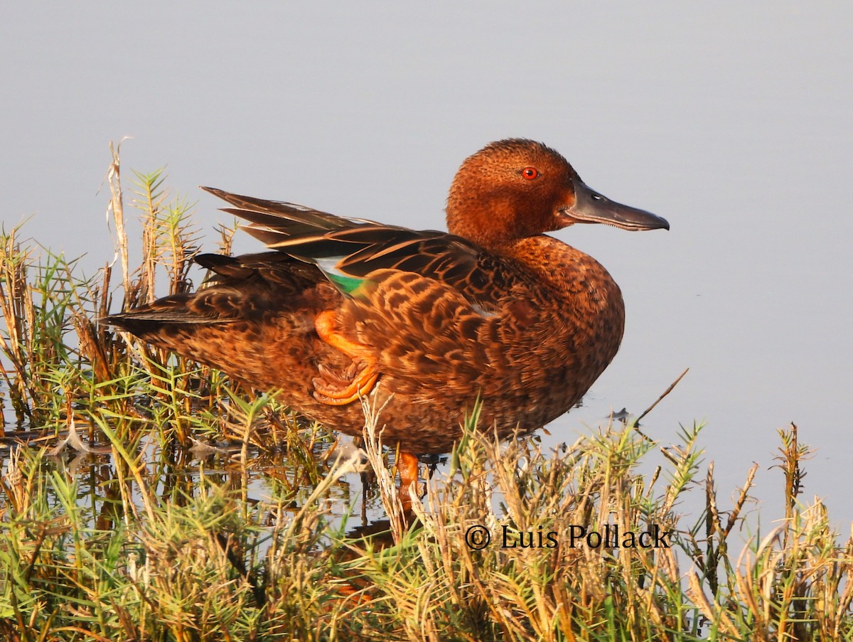 čírka skořicová - ML649201097