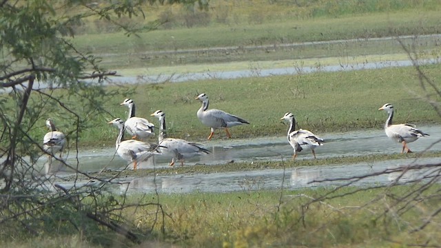 Antzara indiarra - ML649201109