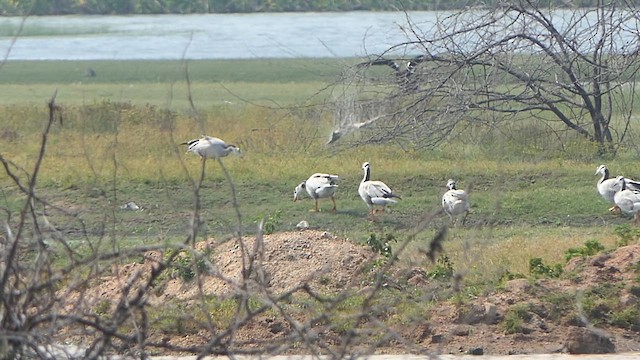 Antzara indiarra - ML649201113