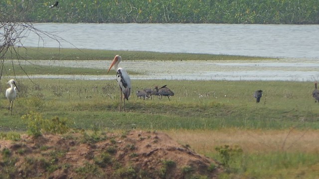 Tantalo indiarra - ML649201157