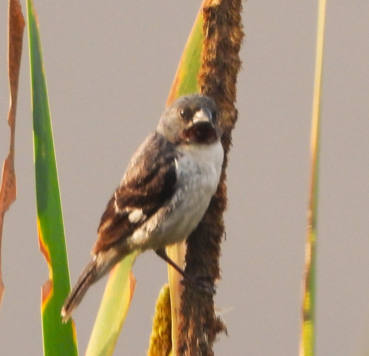 Chestnut-throated Seedeater - ML649201231