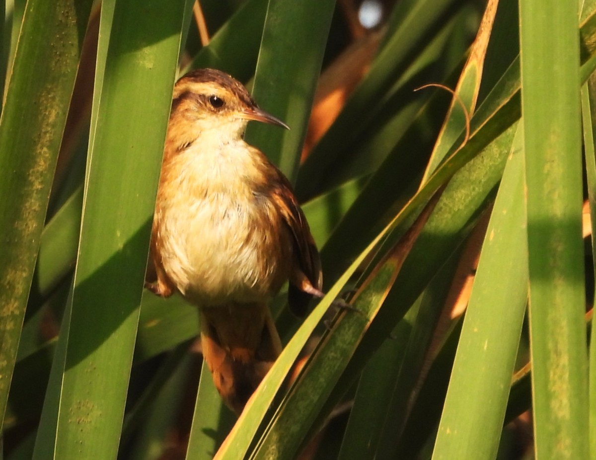 Wren-like Rushbird - ML649201358