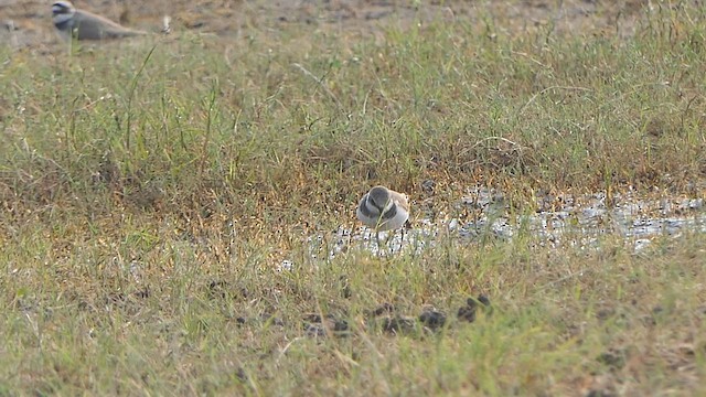 Txirritxo txikia - ML649201369