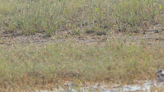 Txirritxo txikia - ML649201374