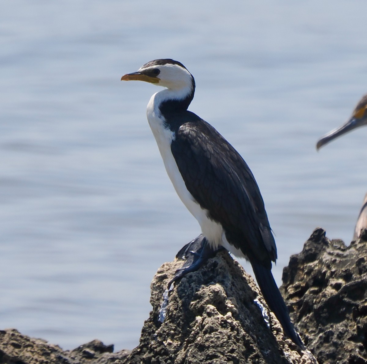 Kräuselscharbe - ML649201396