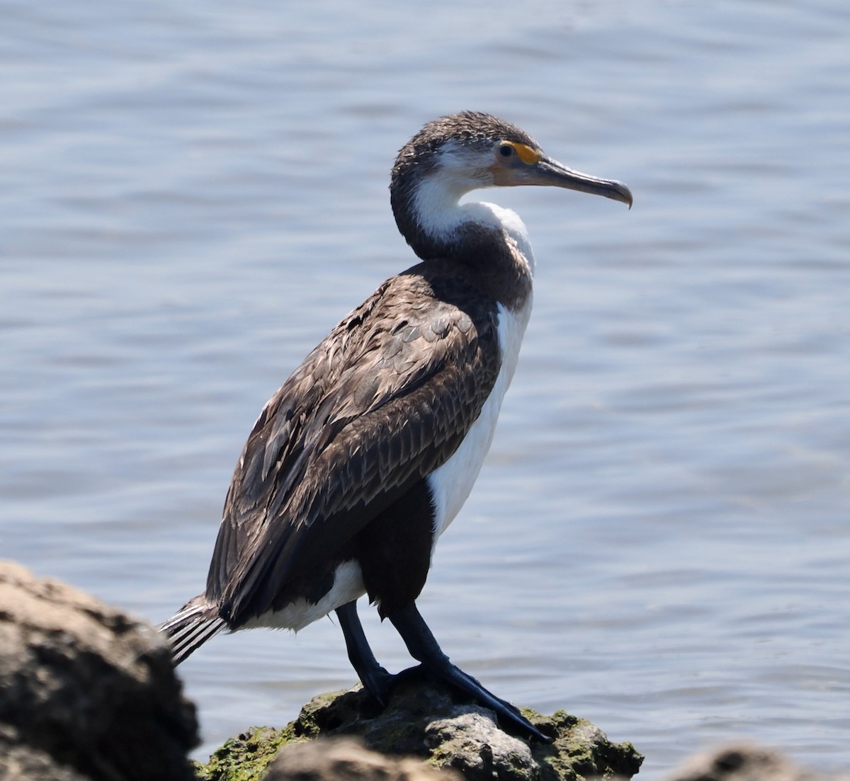 Elsterscharbe - ML649201401