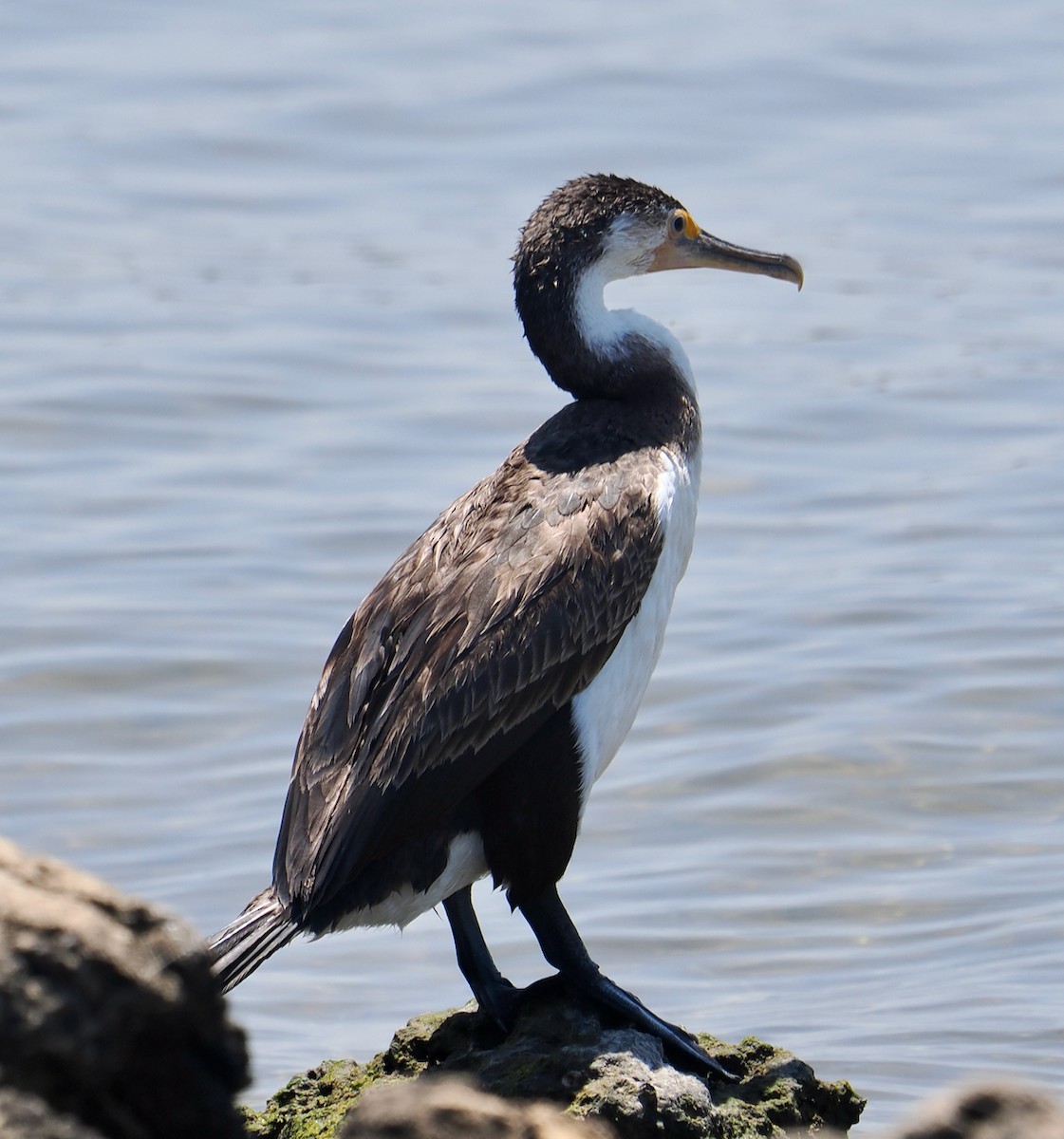 Elsterscharbe - ML649201402