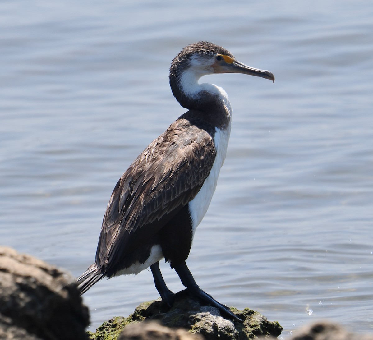 Elsterscharbe - ML649201403