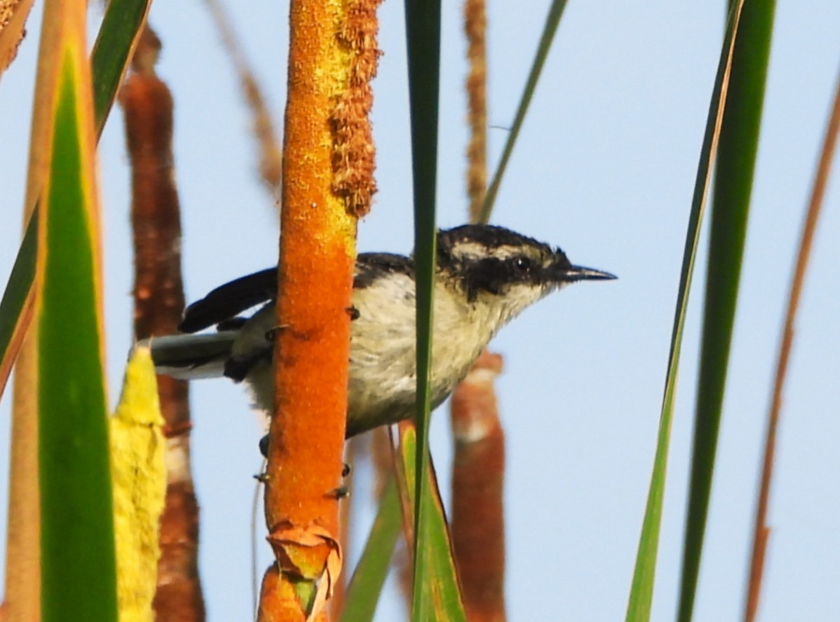 Many-colored Rush Tyrant - ML649201437